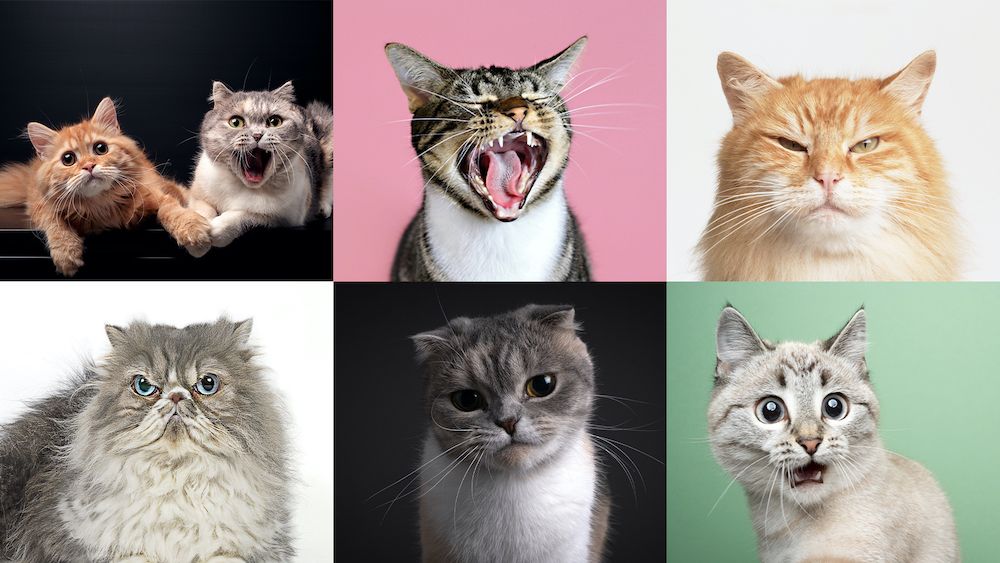 Can cats truly display nearly 300 expressions, as suggested by a recent study?