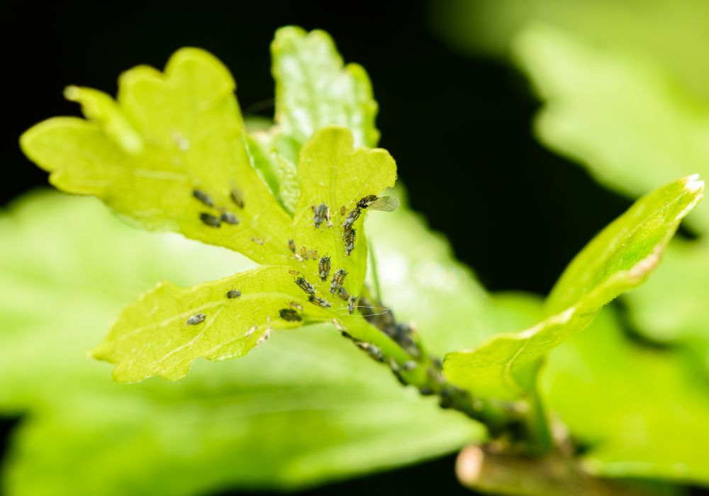 The Most Dangerous Parasite Threatening Your Plants