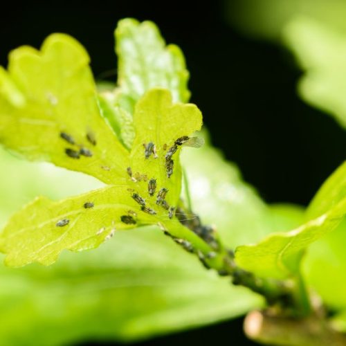 The Most Dangerous Parasite Threatening Your Plants