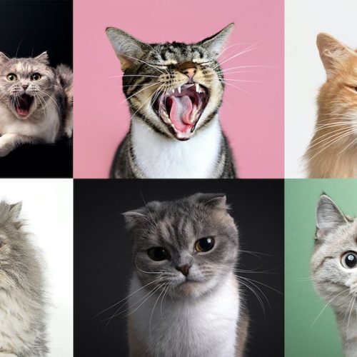 Can cats truly display nearly 300 expressions, as suggested by a recent study?